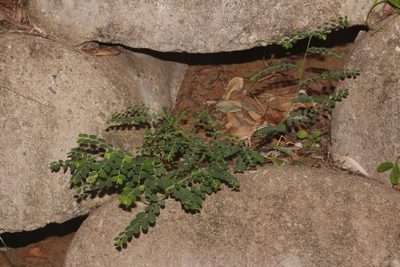Phyllanthus loandensis, photographed by Robert Taylor