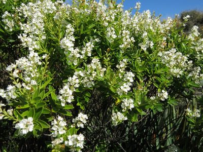 Veronica rakaiensis, photographed by John Barkla