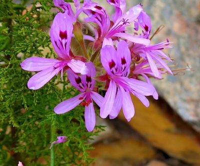 Pelargonium denticulatum, photographed by Di Turner