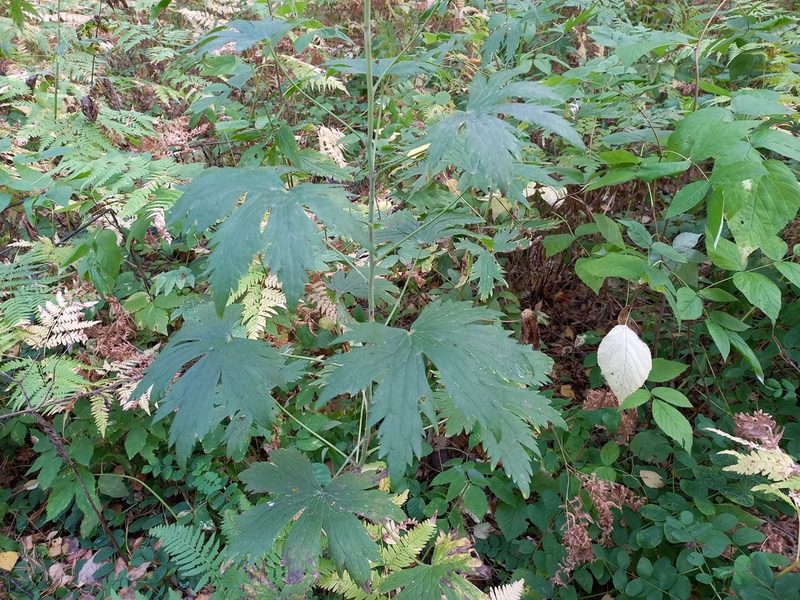 Delphinium elatum, photographed by Alexander Dubynin