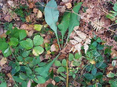 Bupleurum aureum, photographed by Alexander Dubynin