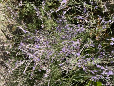 Limonium narbonense, photographed by Thomas Ebner