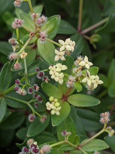Trichogalium oreganum, photographed by David Anderson