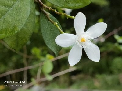 Wrightia antidysenterica, photographed by Ong Jyh Seng