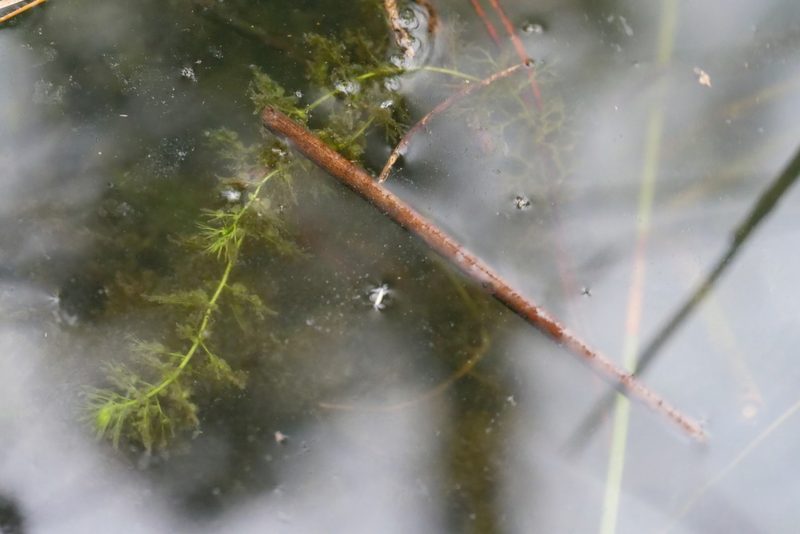 Utricularia australis, photographed by Taylor Davies-Colley