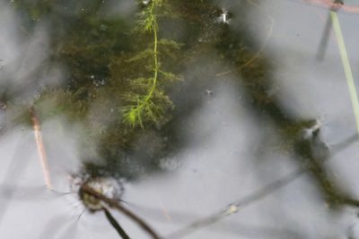 Utricularia australis, photographed by Taylor Davies-Colley