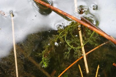 Utricularia australis, photographed by Taylor Davies-Colley