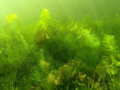 Utricularia australis, photographed by Taylor Davies-Colley