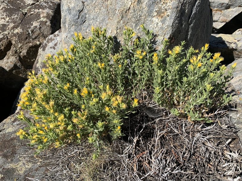Ericameria discoidea, photographed by Andrew Lie