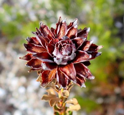 Paranomus longicaulis, photographed by Di Turner