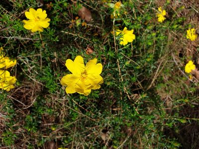 Hibbertia vestita, photographed by Nick Swanson