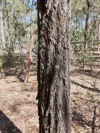 Eucalyptus crebra, photographed by Nick Swanson
