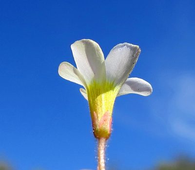Oxalis attaquana, photographed by Di Turner