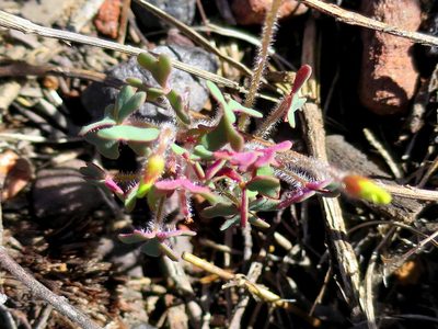 Oxalis attaquana, photographed by Di Turner