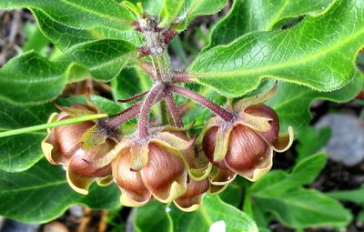 Pachycarpus dealbatus, photographed by Di Turner