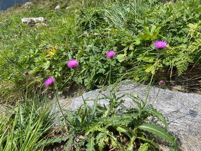Carduus defloratus, photographed by Codrin Bucur