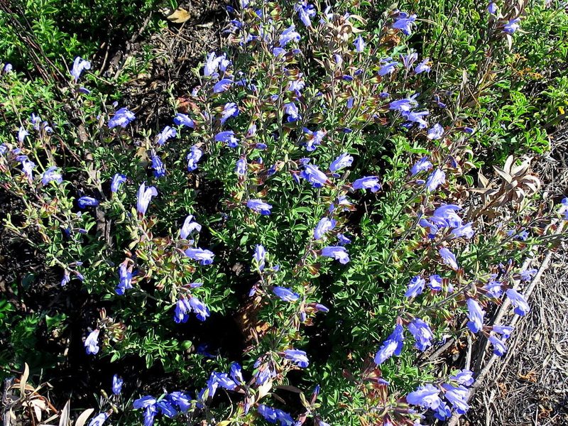 Salvia muirii, photographed by Di Turner