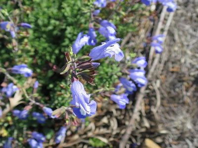 Salvia muirii, photographed by Di Turner