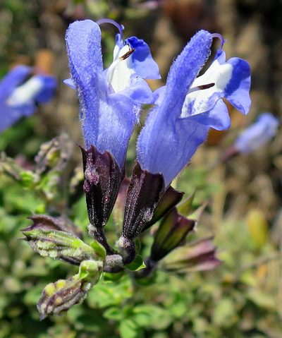 Salvia muirii, photographed by Di Turner