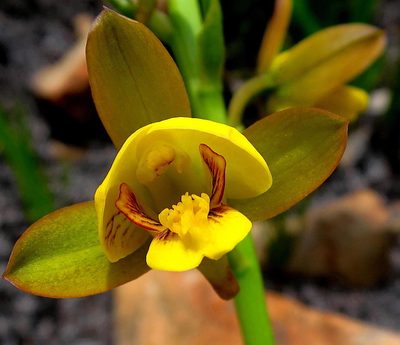 Eulophia platypetala, photographed by Di Turner