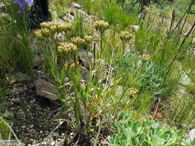 Corymbium villosum, photographed by Chris Vynbos