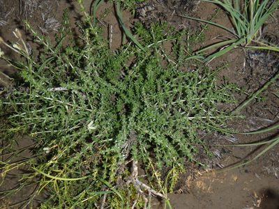 Eustachys paspaloides, photographed by Nicola van Berkel
