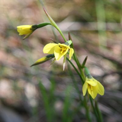 Diuris chryseopsis, photographed by yatesy