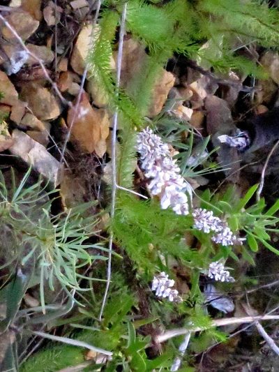Spatalla propinqua, photographed by Di Turner