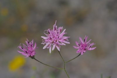 Palafoxia callosa, photographed by Michelle W. （鍾偉瑋）