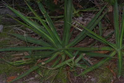 Agave univittata, photographed by Michelle W. （鍾偉瑋）