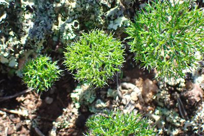 Eriospermum paradoxum, photographed by Di Turner