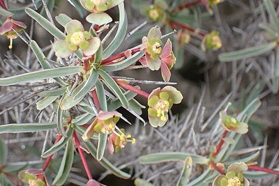 Euphorbia loricata, photographed by Di Turner