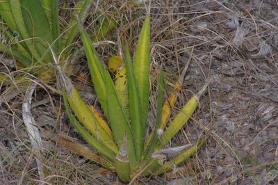 Agave univittata, photographed by Michelle W. （鍾偉瑋）