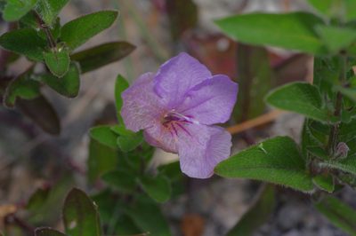 Ruellia humilis, photographed by Michelle W. （鍾偉瑋）