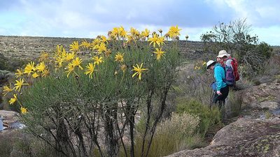 Euryops speciosissimus, photographed by Di Turner