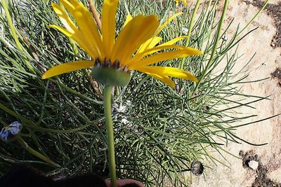 Euryops speciosissimus, photographed by Di Turner