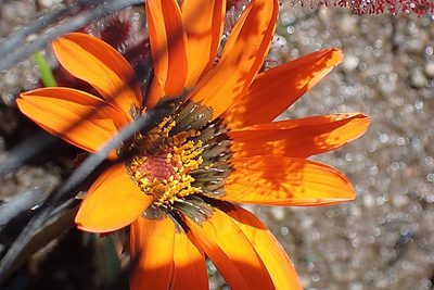 Gazania serrata, photographed by Di Turner