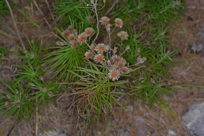 Vernonia lindheimeri, photographed by Michelle W. （鍾偉瑋）