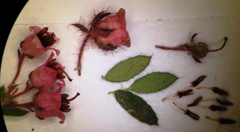Erica fausta, photographed by linkie