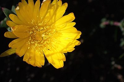 Lampranthus glaucus, photographed by Di Turner