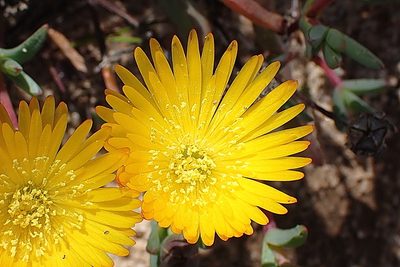 Lampranthus glaucus, photographed by Di Turner
