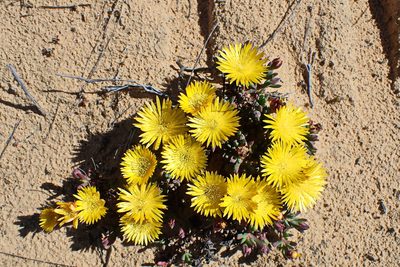 Lampranthus glaucus, photographed by Di Turner