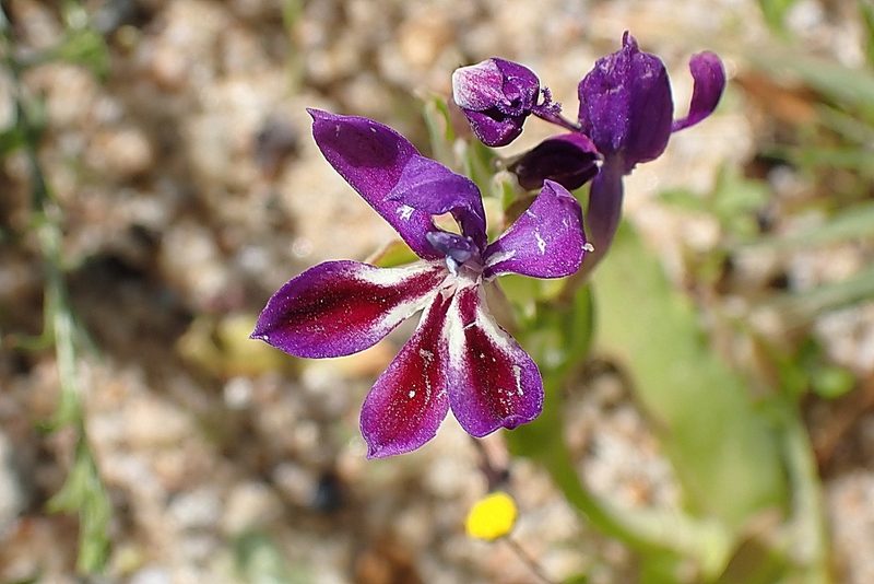Lapeirousia jacquinii, photographed by Di Turner