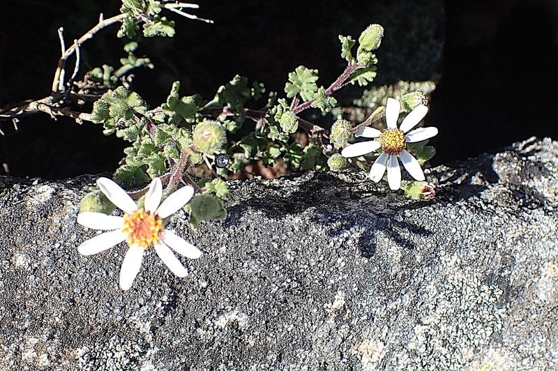 Senecio tortuosus, photographed by Di Turner
