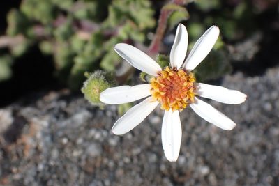 Senecio tortuosus, photographed by Di Turner