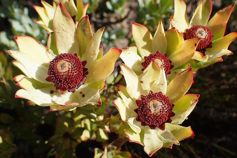 Leucadendron procerum, photographed by Di Turner