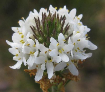 Selago mundii, photographed by douglaseustonbrown