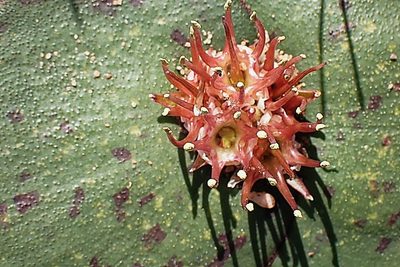Massonia depressa, photographed by Di Turner
