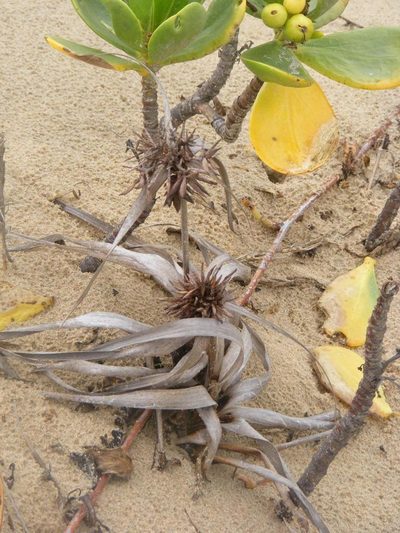 Cyperus crassipes, photographed by Andrew Deacon