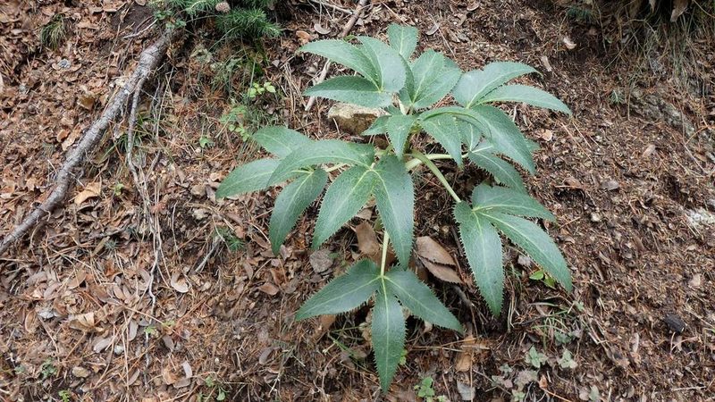 Helleborus lividus, photographed by Ben Costamagna